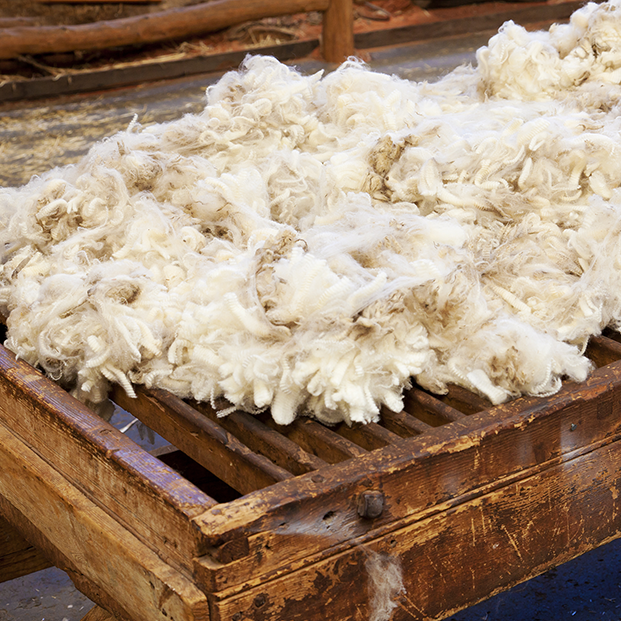 10 Key Facts About Lanolin – Merino Skincare